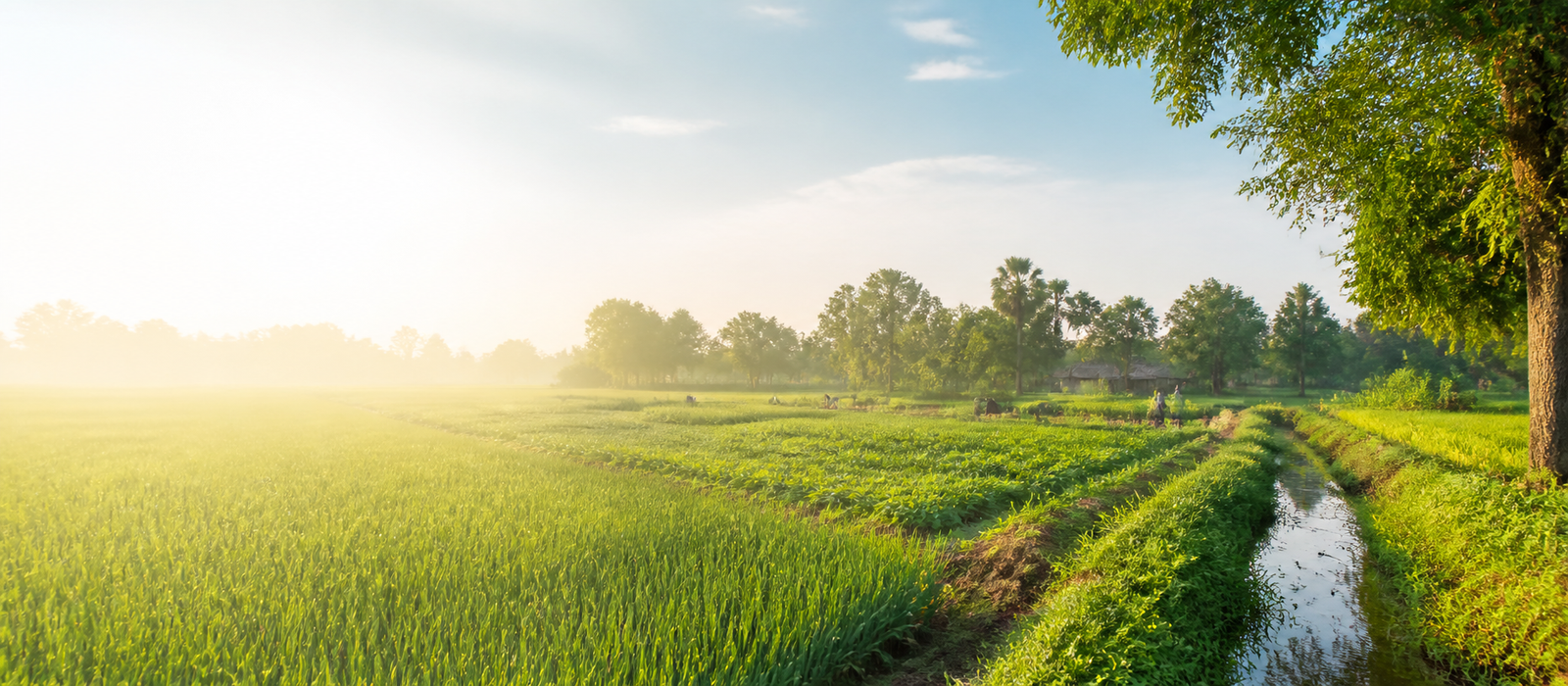 Green sustainable agriculture fields with water channel and rural trees